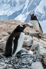 Gentoo Parents and Chick on Rocky Outcropping