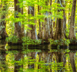Cypress trees reflected on water