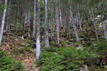 Bosco di pini con tronchi e sottobosco