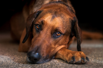 Sad or sick dog looking into camera,close up.