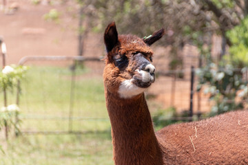 An Alpaca