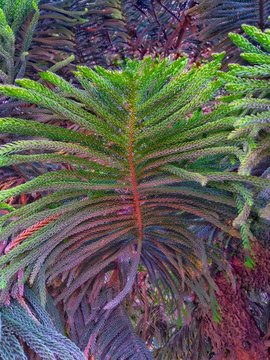 Grand Fir Pine, araucaria columnaris, araucaria cunninghamii, araucaria luxurians or norfolk island pine tree's leaves and branches close up shot.