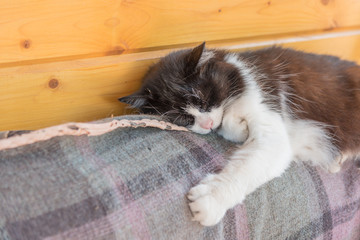 Cat sleeping on a sofa