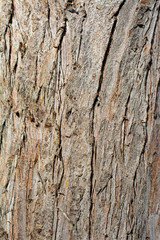 Tree bark close up view bark texture
