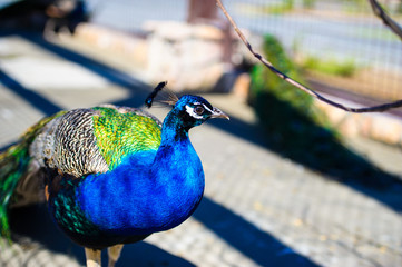Portrait of beautiful peacock