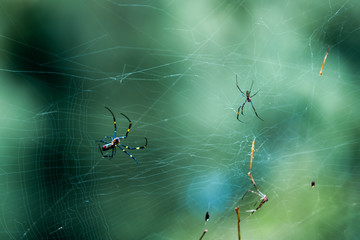 A pair of Nephila spiders on their web found in the forests of Vietnam
