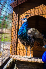 Portrait of beautiful peacock