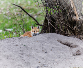 Fox cub playing in a field in Quebec, Canada.