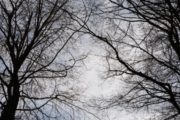 Claire obscure d'hiver