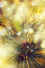 Christmas background. Xmas tree with bokeh and lights, holiday festive background. New year and Christmas scene.