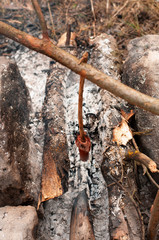 Picnic in the wood: grilled sausages on camp fire