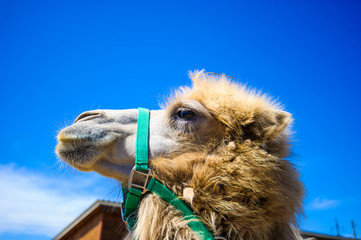 Portrait of a camel on a background of blue sky