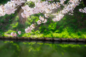 Cherry Blossoms And Sunlight In River