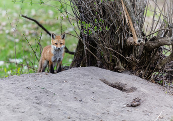 Naklejka na ściany i meble Fox cub playing in a field in Quebec, Canada.