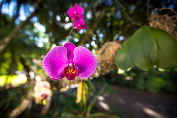 Fototapeta premium Orchidee