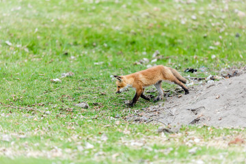 Naklejka na ściany i meble Fox cub playing in a field in Quebec, Canada.