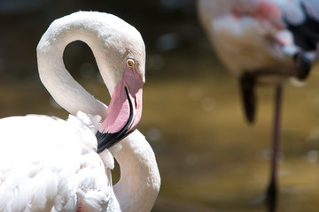 Flamingo