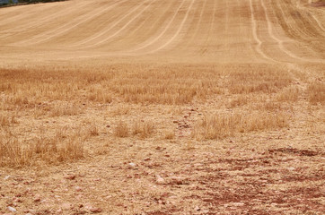 golden cereal field with cloud sky and some trees in summer