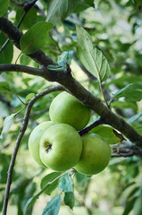 green apples on a tree