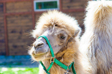 Portrait of a camel on a background of blue sky
