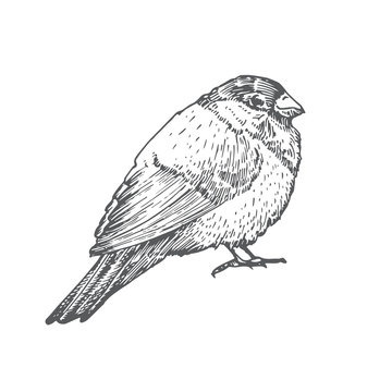 Hand Drawn Christmas Bullfinch Bird Vector Illustration. Abstract Rustic Sketch. Winter Holiday Engraving Style Drawing.