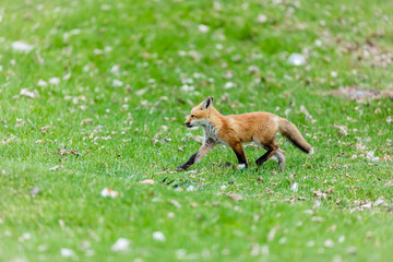 Fox cub playing in a field in Quebec, Canada.