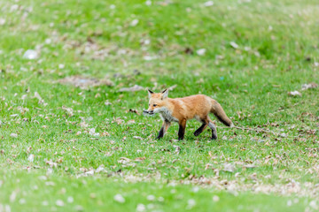 Fox cub playing in a field in Quebec, Canada.