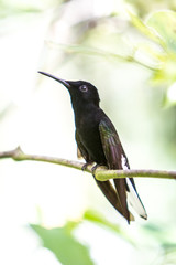 Kolibri