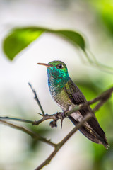 Kolibri
