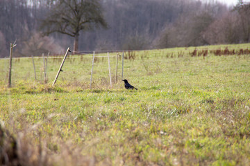 Ein Vogel auf dem Feld