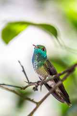 Kolibri