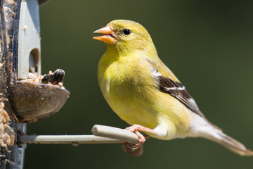 Fototapeta premium Female American Goldfinch (Spinus tristis) feeding at a backyard bird feeder. The American Goldfinch is the state bird of Iowa, New Jersey, and Washington.