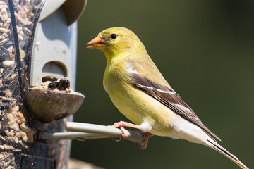 Female American Goldfinch (Spinus tristis) feeding at a backyard bird feeder. The American Goldfinch is the state bird of Iowa, New Jersey, and Washington.