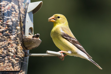 Female American Goldfinch (Spinus tristis) feeding at a backyard bird feeder. The American Goldfinch is the state bird of Iowa, New Jersey, and Washington.