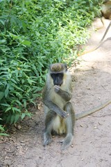 Curious Monkey – Gambia - Africa