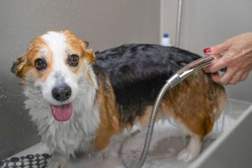 welsh corgi pembroke dog taking a shower with soap and water.  Dog taking a bubble bath in grooming salon.