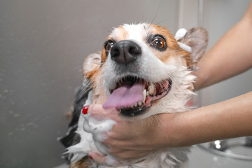 Funny portrait of a welsh corgi pembroke dog showering with shampoo.  Dog taking a bubble bath in grooming salon.
