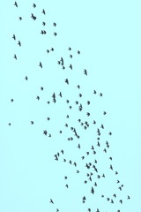 Flock of birds on a background of blue sky