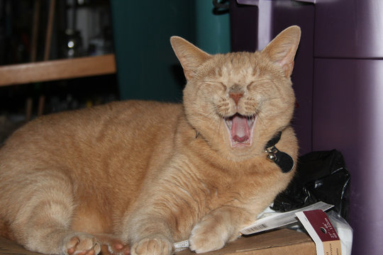 cat funny face yawning laughing smiling