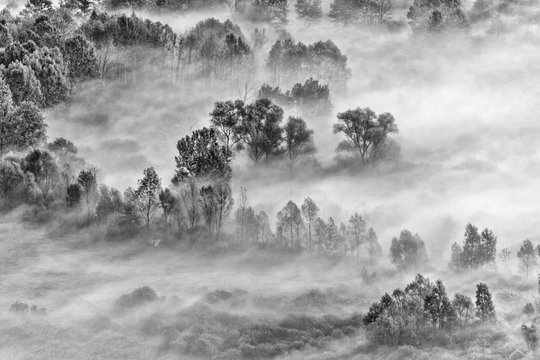View among the misty forest, black and white photography