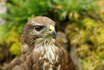 Forest buzzard 
