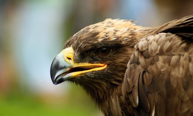 The steppe Eagle 
