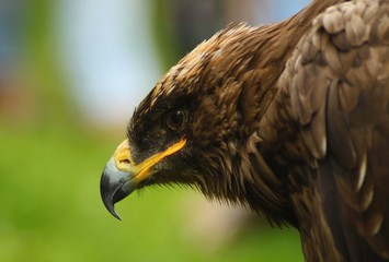 The steppe Eagle 
