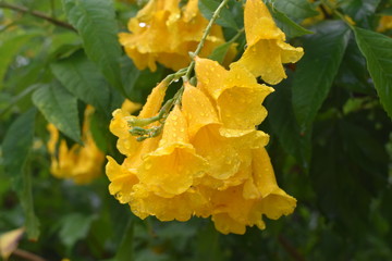Close up of Yellow elder, Yellow bells, Trumpet vine, Trumpetbush, Trumpet flower (Tecoma stans...