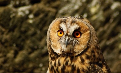 Long-eared OWL 
Details and portraits of birds of prey,