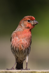 Male House Finch (Haemorhous mexicanus) perched on a wooden fence displaying his bold red coloration.