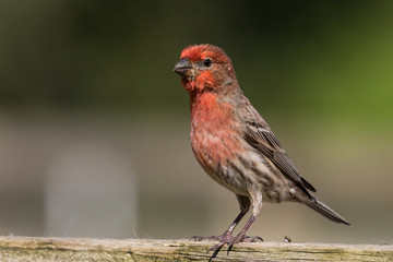 Male House Finch (Haemorhous mexicanus) perched on a wooden fence displaying his bold red coloration.