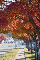 Autumn Foliage