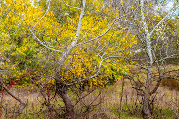 Poplar tree rows at Zlato Pole or Gold Field Protected Area, Municipality of Dimitrovgrad,Haskovo Province, Bulgaria, selective focus