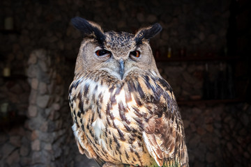 Big owl in Alpaca hill zoo in ratchaburi, Thailand.
